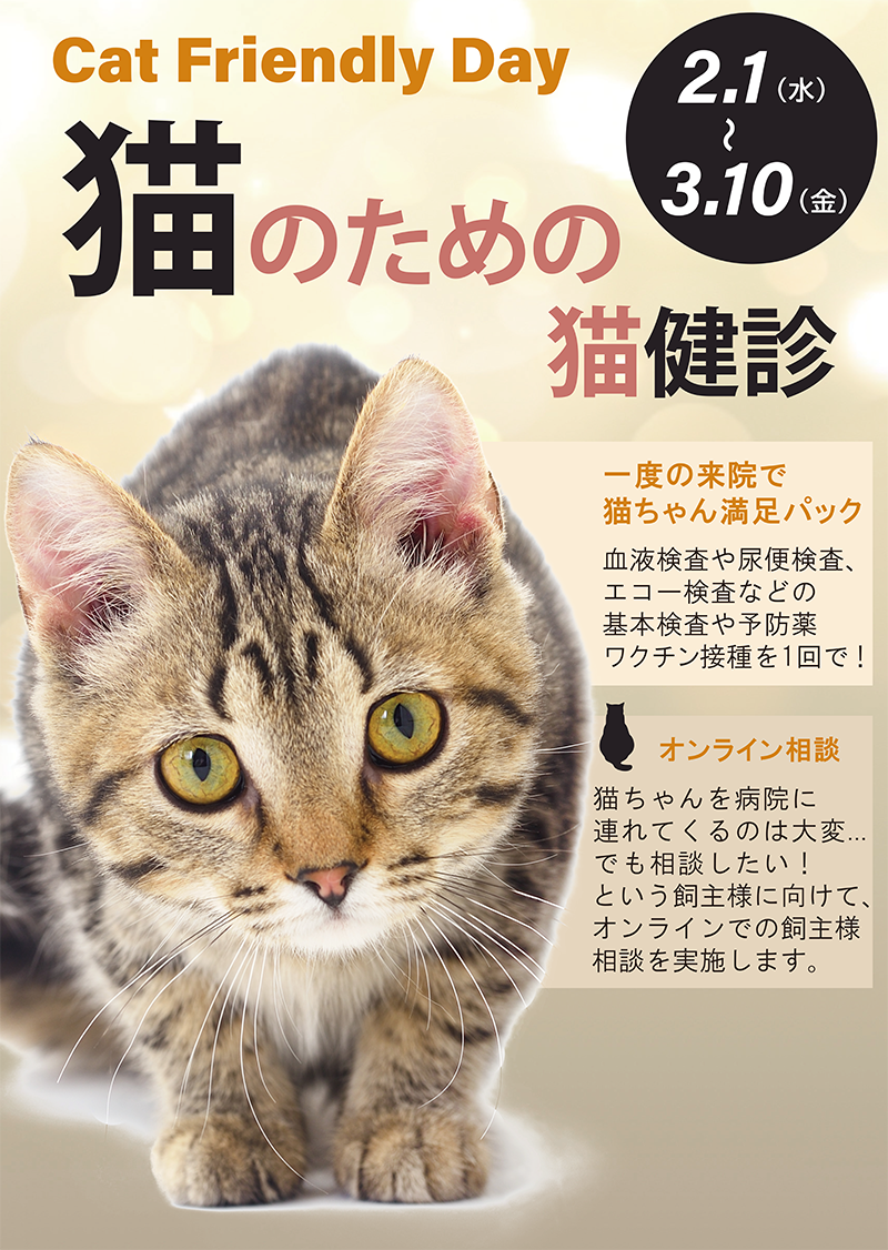 猫診療キャンペーン